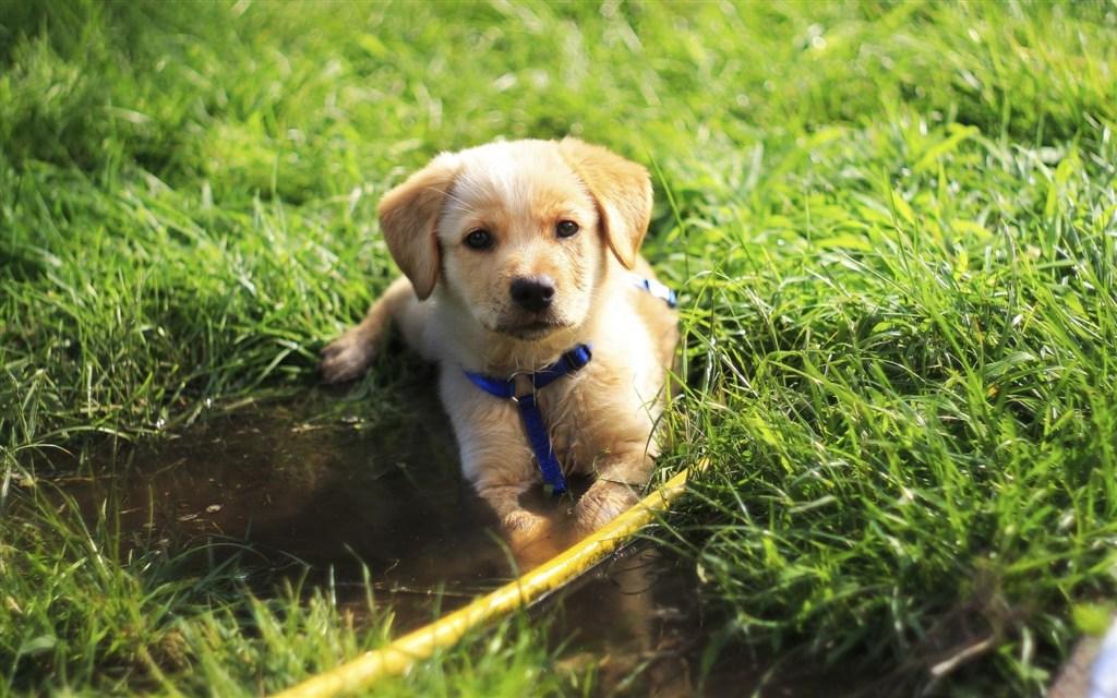 殼寡糖對動物機(jī)體免疫和炎癥調(diào)節(jié)作用及其機(jī)制的研究進(jìn)展